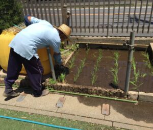 田植えをしました。