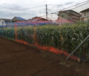 とうもろこし狩(年長編)